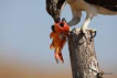 Balk kartal / Pandion haliaetus / Osprey 